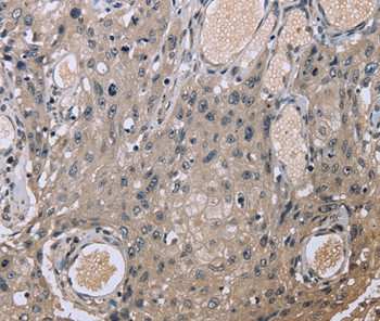 EID1 Antibody in Immunohistochemistry (Paraffin) (IHC (P))