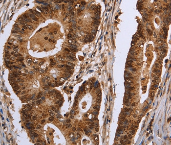 EXTL3 Antibody in Immunohistochemistry (Paraffin) (IHC (P))