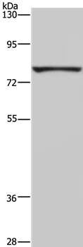 FASTKD3 Antibody in Western Blot (WB)