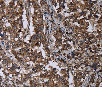 DNAJC15 Antibody in Immunohistochemistry (Paraffin) (IHC (P))