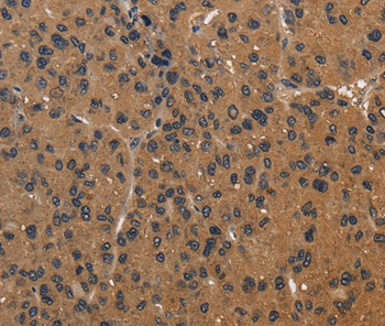 ICAM-4 Antibody in Immunohistochemistry (Paraffin) (IHC (P))
