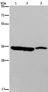 MDH1 Antibody in Western Blot (WB)