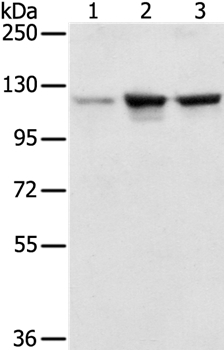 NAT10 Antibody in Western Blot (WB)