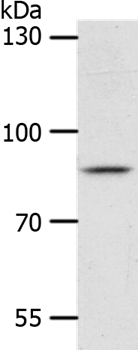 ANKRD28 Antibody in Western Blot (WB)