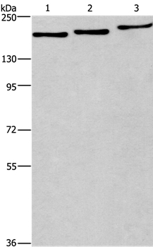 BAG6 Antibody in Western Blot (WB)