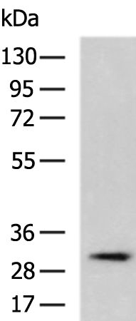 PPAP2C Antibody in Western Blot (WB)