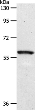 SGLT1 Antibody in Western Blot (WB)