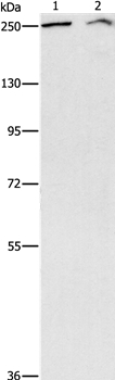 ARID1A Antibody in Western Blot (WB)
