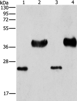 LIN28B Antibody in Western Blot (WB)