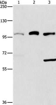 ASCC2 Antibody in Western Blot (WB)