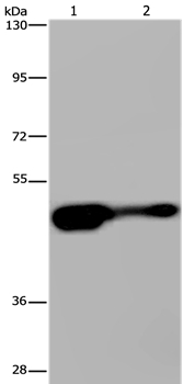AHRR Antibody in Western Blot (WB)