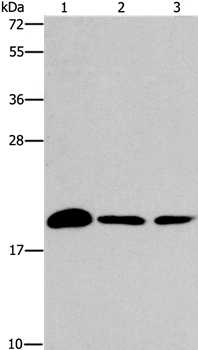 ARL3 Antibody in Western Blot (WB)