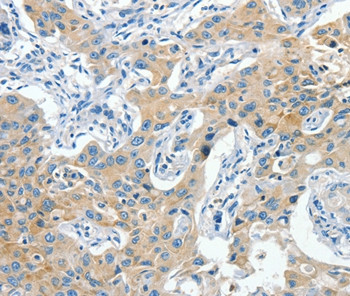 CNTNAP3 Antibody in Immunohistochemistry (Paraffin) (IHC (P))