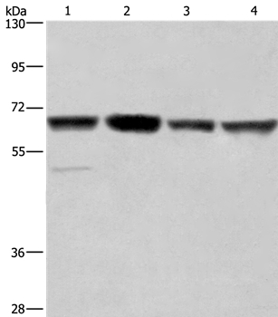 GLYR1 Antibody in Western Blot (WB)