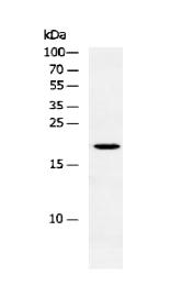 HES5 Antibody in Western Blot (WB)