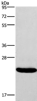 IFNA16 Antibody in Western Blot (WB)
