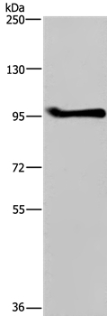 LLGL1 Antibody in Western Blot (WB)