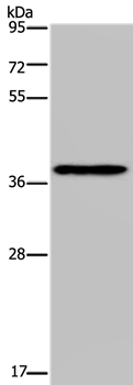 PCBP4 Antibody in Western Blot (WB)