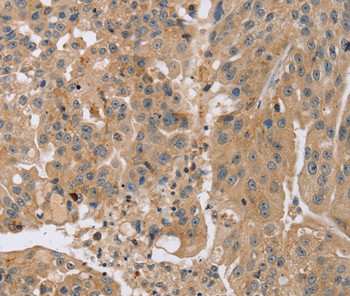 Kir4.2 (KCNJ15) Antibody in Immunohistochemistry (Paraffin) (IHC (P))