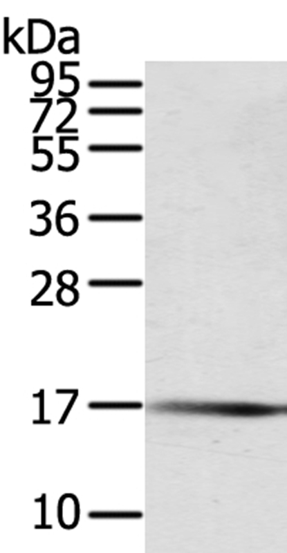 PTPMT1 Antibody in Western Blot (WB)