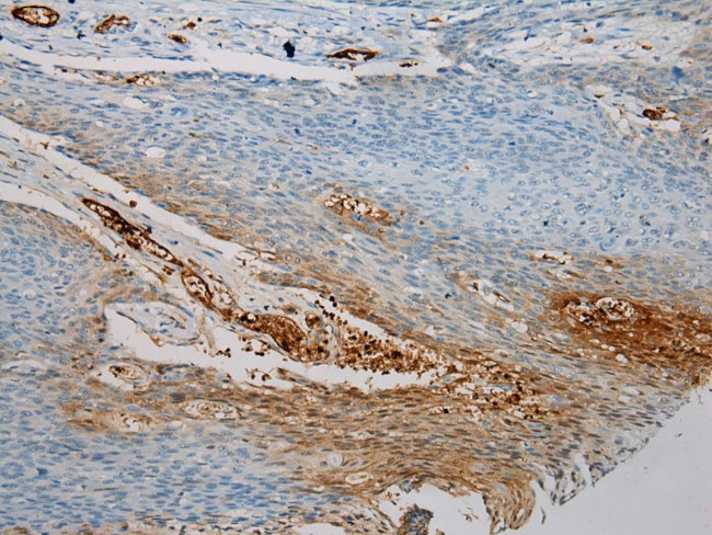 SNAI3 Antibody in Immunohistochemistry (Paraffin) (IHC (P))