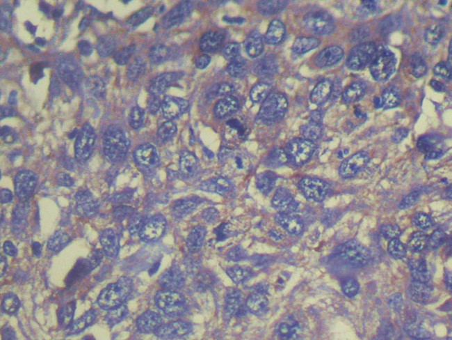THAP6 Antibody in Immunohistochemistry (Paraffin) (IHC (P))