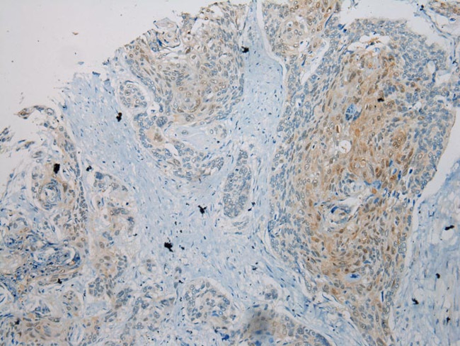 UBL4A Antibody in Immunohistochemistry (Paraffin) (IHC (P))