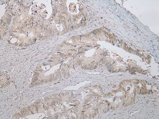 Stabilin 1 Antibody in Immunohistochemistry (Paraffin) (IHC (P))