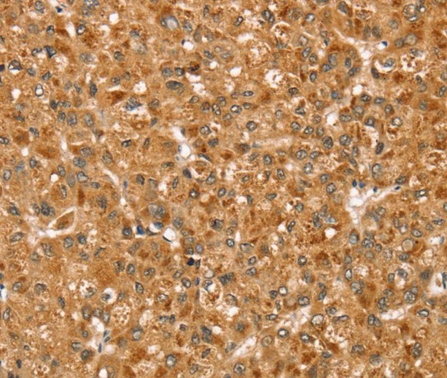 Syntaxin 3 Antibody in Immunohistochemistry (Paraffin) (IHC (P))