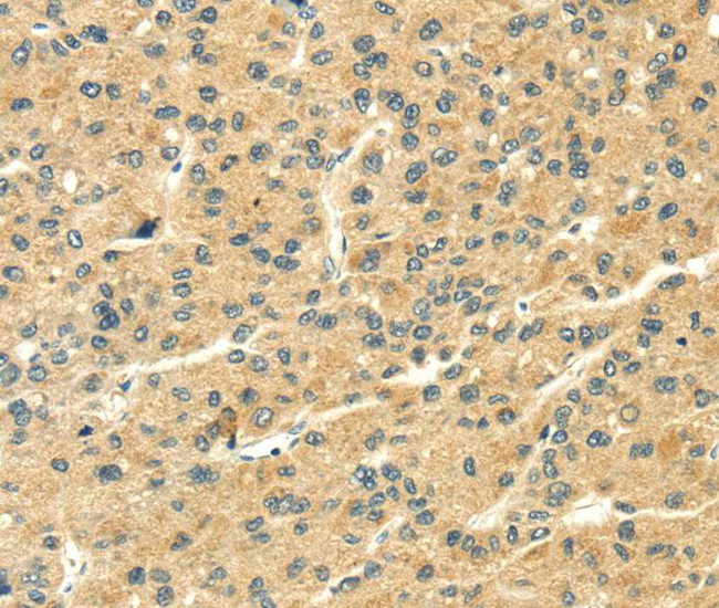 THAP3 Antibody in Immunohistochemistry (Paraffin) (IHC (P))