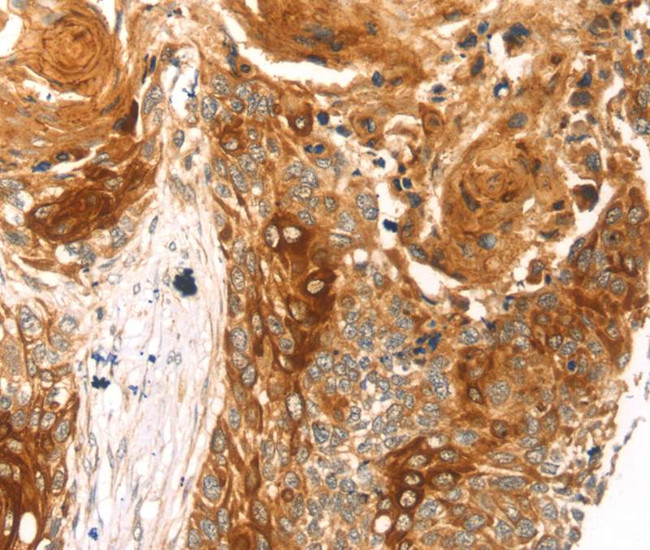 THAP9 Antibody in Immunohistochemistry (Paraffin) (IHC (P))
