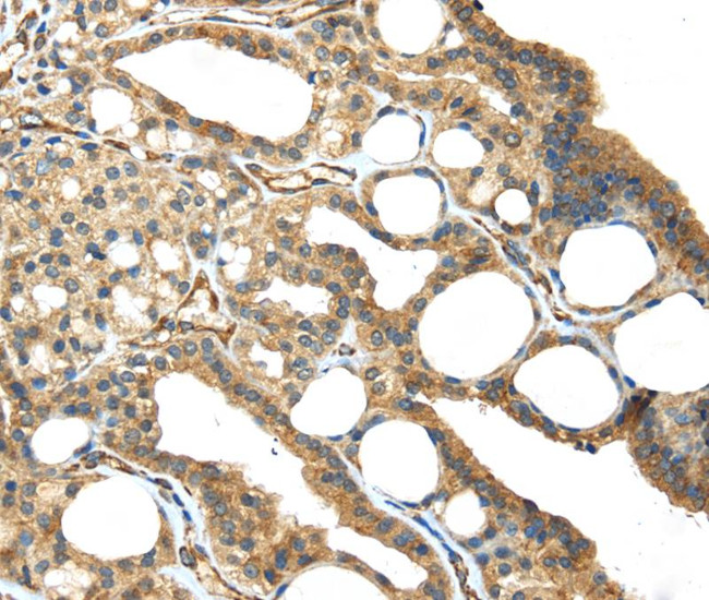 ISM2 Antibody in Immunohistochemistry (Paraffin) (IHC (P))