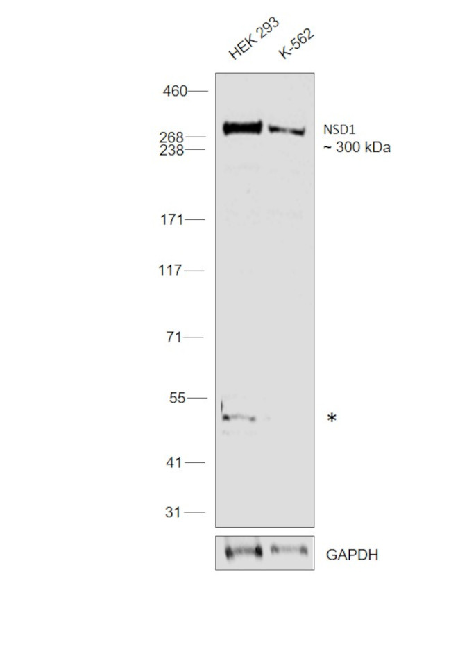 NSD1 Antibody in Western Blot (WB)