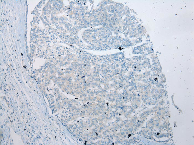 VSIG10 Antibody in Immunohistochemistry (Paraffin) (IHC (P))
