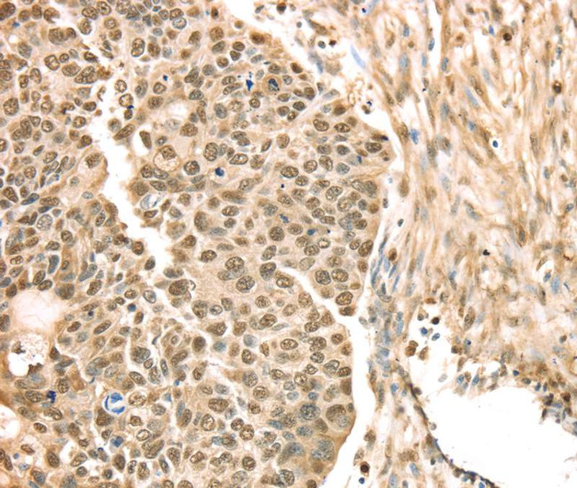 SAMD3 Antibody in Immunohistochemistry (Paraffin) (IHC (P))