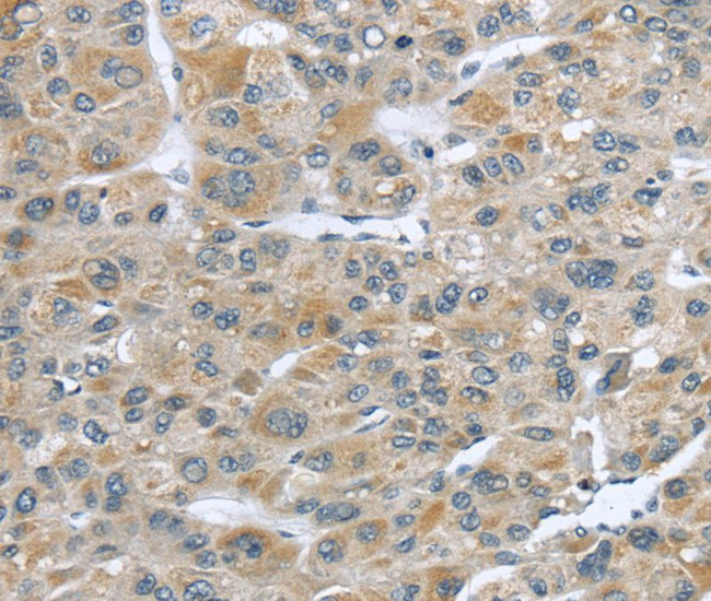 CCDC19 Antibody in Immunohistochemistry (Paraffin) (IHC (P))