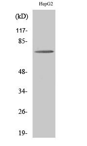 ABCD4 Antibody in Western Blot (WB)
