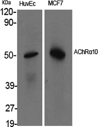 CHRNA10 Antibody in Western Blot (WB)