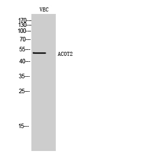 ACOT2 Antibody in Western Blot (WB)