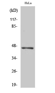 ACOT4 Antibody in Western Blot (WB)