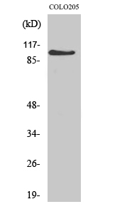MLLT10 Antibody in Western Blot (WB)