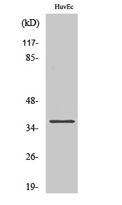 AKR1B1 Antibody in Western Blot (WB)