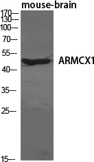 ARMX1 Antibody in Western Blot (WB)
