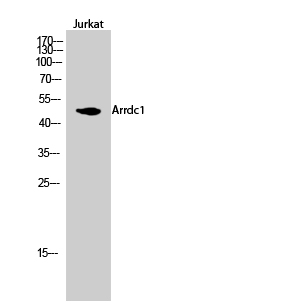 ARRDC1 Antibody in Western Blot (WB)