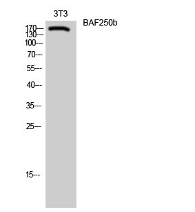 ARID1B Antibody in Western Blot (WB)