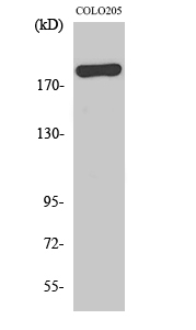 BCOR Antibody in Western Blot (WB)