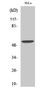 BMP-3 Antibody in Western Blot (WB)