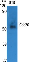Cdc20 Antibody in Western Blot (WB)