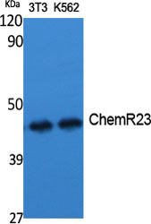 CMKLR1 Antibody in Western Blot (WB)