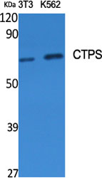 CTPS Antibody in Western Blot (WB)